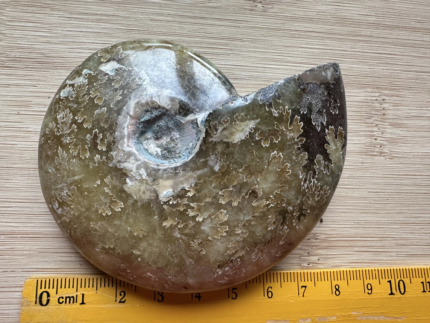 Ammonite Natural Raw Fossil Specimen 100% Natural