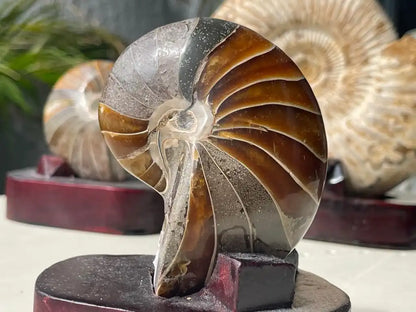 Ammonite Natural Raw Specimen 100% Natural - JING WEN CRYSTAL