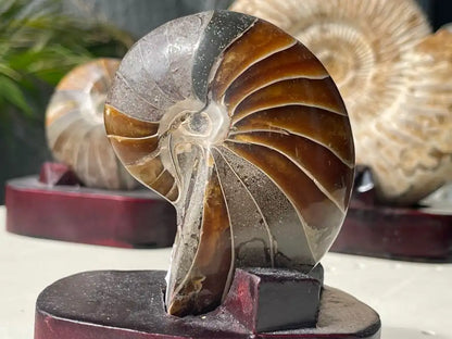 Ammonite Natural Raw Specimen 100% Natural - JING WEN CRYSTAL