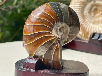 Ammonite Natural Raw Specimen 100% Natural - JING WEN CRYSTAL