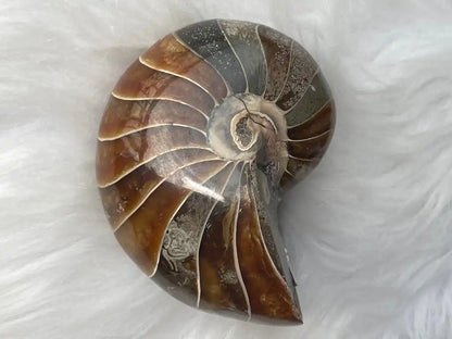 Ammonite Natural Raw Specimen 100% Natural - JING WEN CRYSTAL