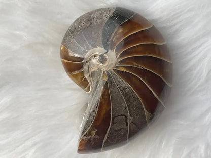 Ammonite Natural Raw Specimen 100% Natural - JING WEN CRYSTAL