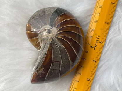 Ammonite Natural Raw Specimen 100% Natural - JING WEN CRYSTAL