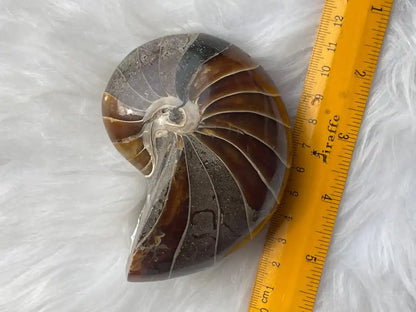 Ammonite Natural Raw Specimen 100% Natural - JING WEN CRYSTAL