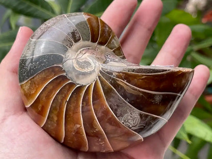 Ammonite Natural Raw Specimen 100% Natural - JING WEN CRYSTAL