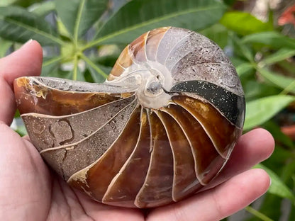 Ammonite Natural Raw Specimen 100% Natural - JING WEN CRYSTAL