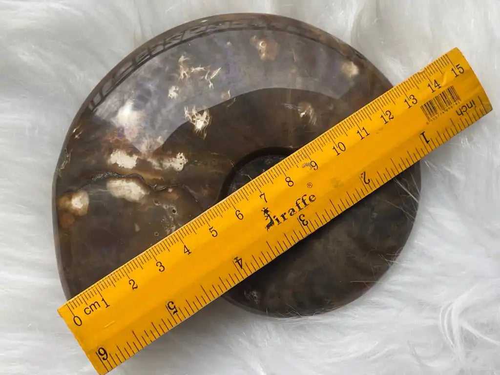 Ammonite Natural Raw Specimen 100% Natural - JING WEN CRYSTAL