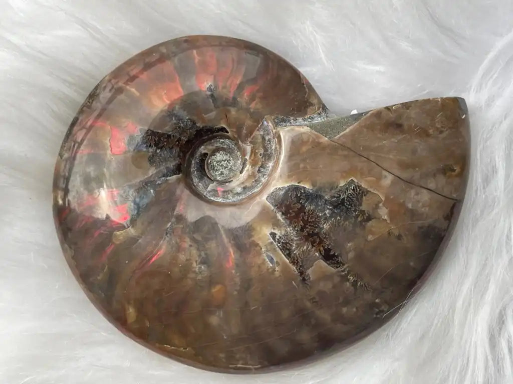 Ammonite Natural Raw Specimen 100% Natural - JING WEN CRYSTAL