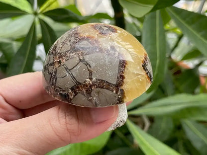 USA Septarian Mushroom Shape 100% Natural Crystal Gemstone - JING WEN CRYSTAL