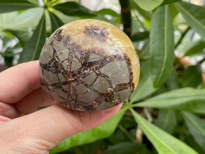 USA Septarian Mushroom Shape 100% Natural Crystal Gemstone - JING WEN CRYSTAL