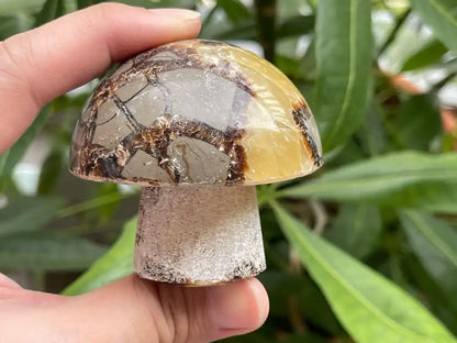 USA Septarian Mushroom Shape 100% Natural Crystal Gemstone - JING WEN CRYSTAL