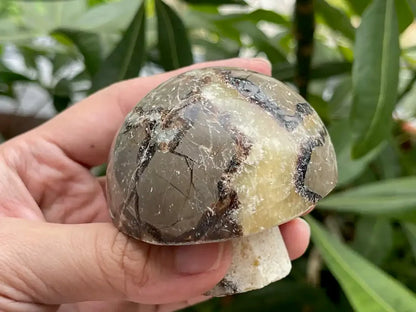 USA Septarian Mushroom Shape 100% Natural Crystal Gemstone - JING WEN CRYSTAL