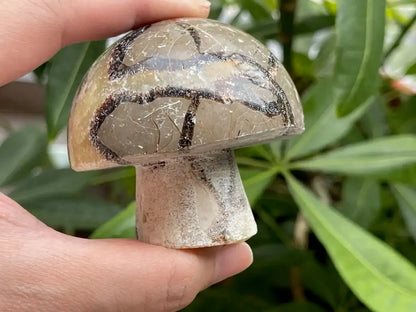 USA Septarian Mushroom Shape 100% Natural Crystal Gemstone - JING WEN CRYSTAL