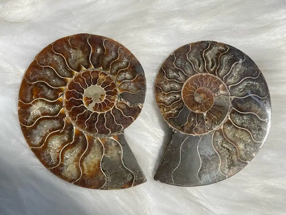 Ammonite Pair Natural Raw Specimen 100% Natural - JING WEN CRYSTAL