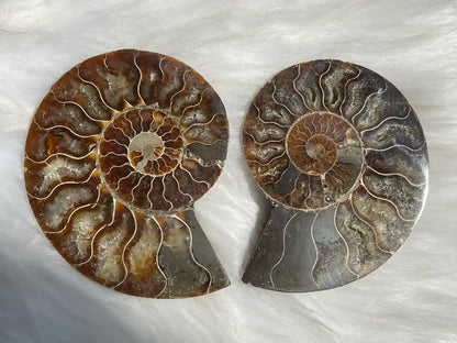 Ammonite Pair Natural Raw Specimen 100% Natural - JING WEN CRYSTAL