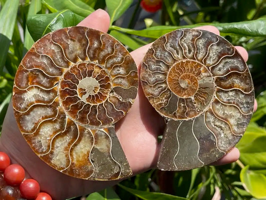 Ammonite Pair Natural Raw Specimen 100% Natural - JING WEN CRYSTAL