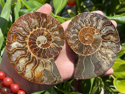 Ammonite Pair Natural Raw Specimen 100% Natural - JING WEN CRYSTAL