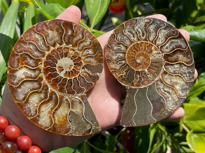 Ammonite Pair Natural Raw Specimen 100% Natural - JING WEN CRYSTAL