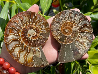 Ammonite Pair Natural Raw Specimen 100% Natural - JING WEN CRYSTAL