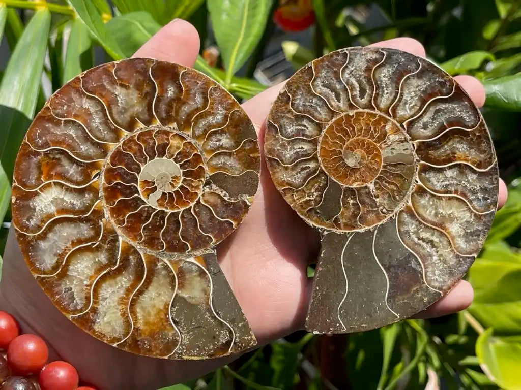 Ammonite Pair Natural Raw Specimen 100% Natural - JING WEN CRYSTAL