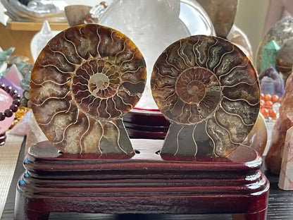 Ammonite Pair Natural Raw Specimen 100% Natural - JING WEN CRYSTAL