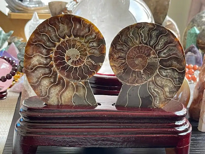 Ammonite Pair Natural Raw Specimen 100% Natural - JING WEN CRYSTAL