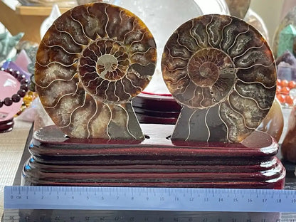 Ammonite Pair Natural Raw Specimen 100% Natural - JING WEN CRYSTAL