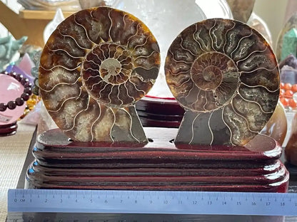 Ammonite Pair Natural Raw Specimen 100% Natural - JING WEN CRYSTAL