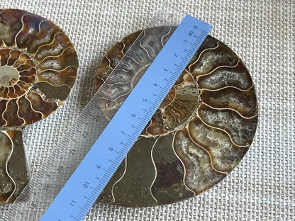 Ammonite Pair Natural Raw Specimen 100% Natural - JING WEN CRYSTAL