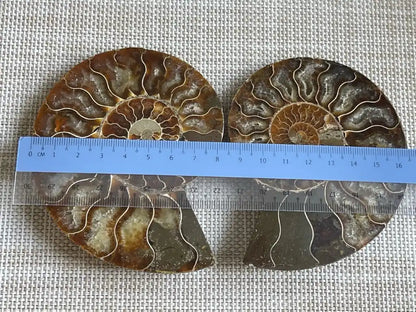 Ammonite Pair Natural Raw Specimen 100% Natural - JING WEN CRYSTAL