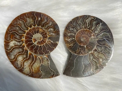 Ammonite Pair Natural Raw Specimen 100% Natural - JING WEN CRYSTAL