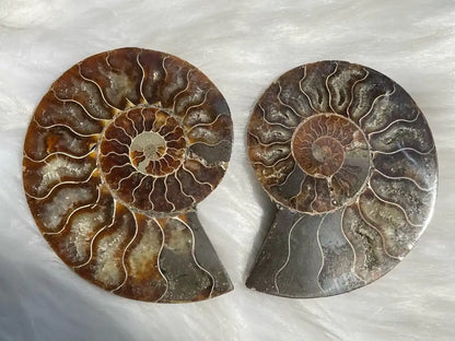 Ammonite Pair Natural Raw Specimen 100% Natural - JING WEN CRYSTAL