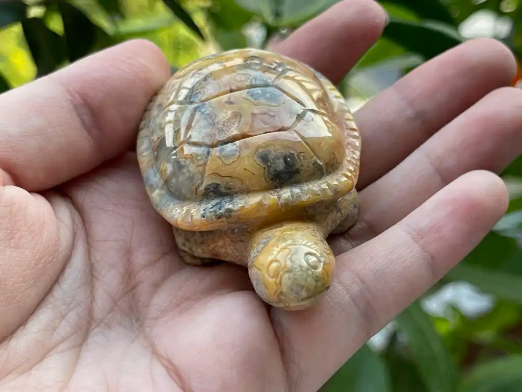 Mexico Crazy Lace Agate Tortoise 6-7cm 100% Natural Crystal Gemstone - JING WEN CRYSTAL