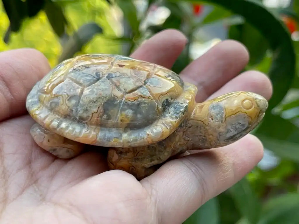Mexico Crazy Lace Agate Tortoise 6-7cm 100% Natural Crystal Gemstone - JING WEN CRYSTAL
